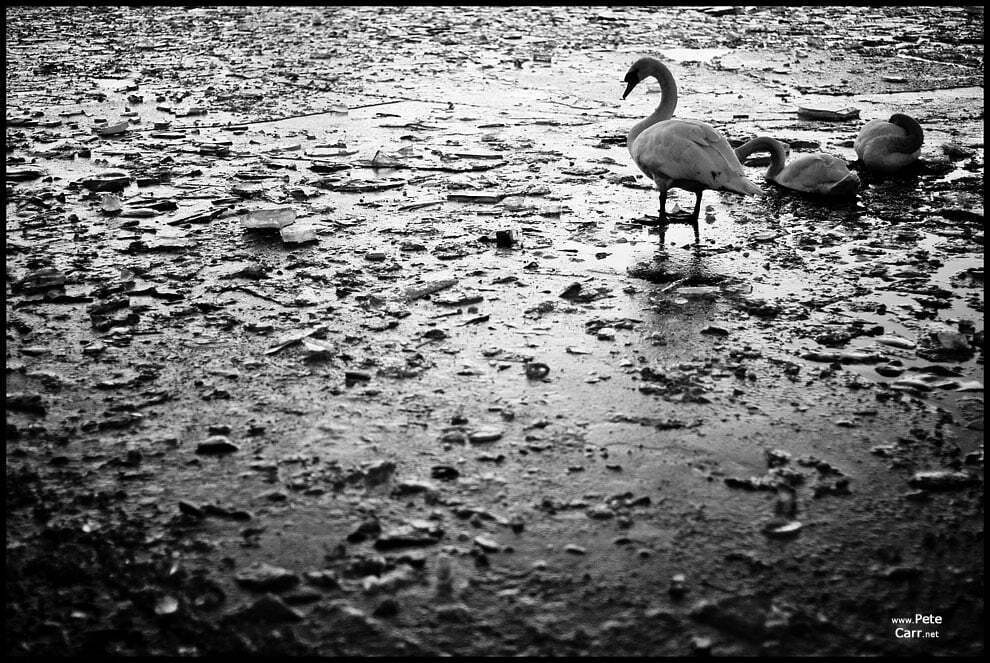 Swan Lake – III