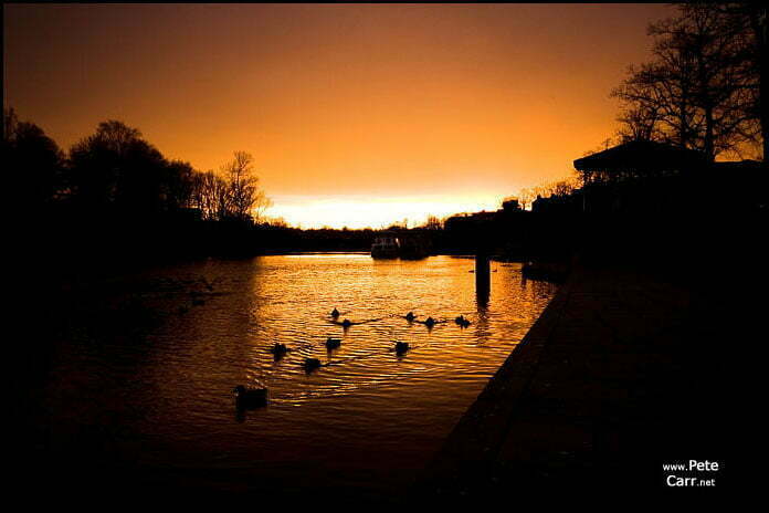 Ducks at sunset