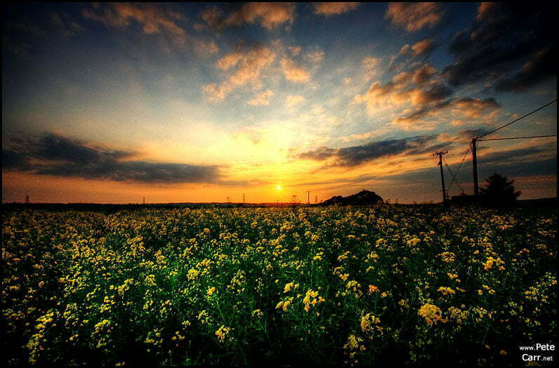 Rapeseed Sunset