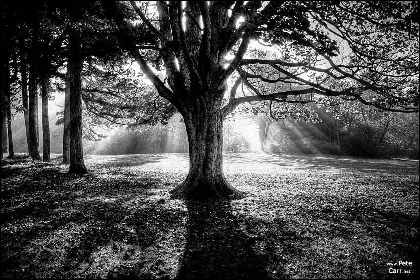 Sefton Park Mist VII