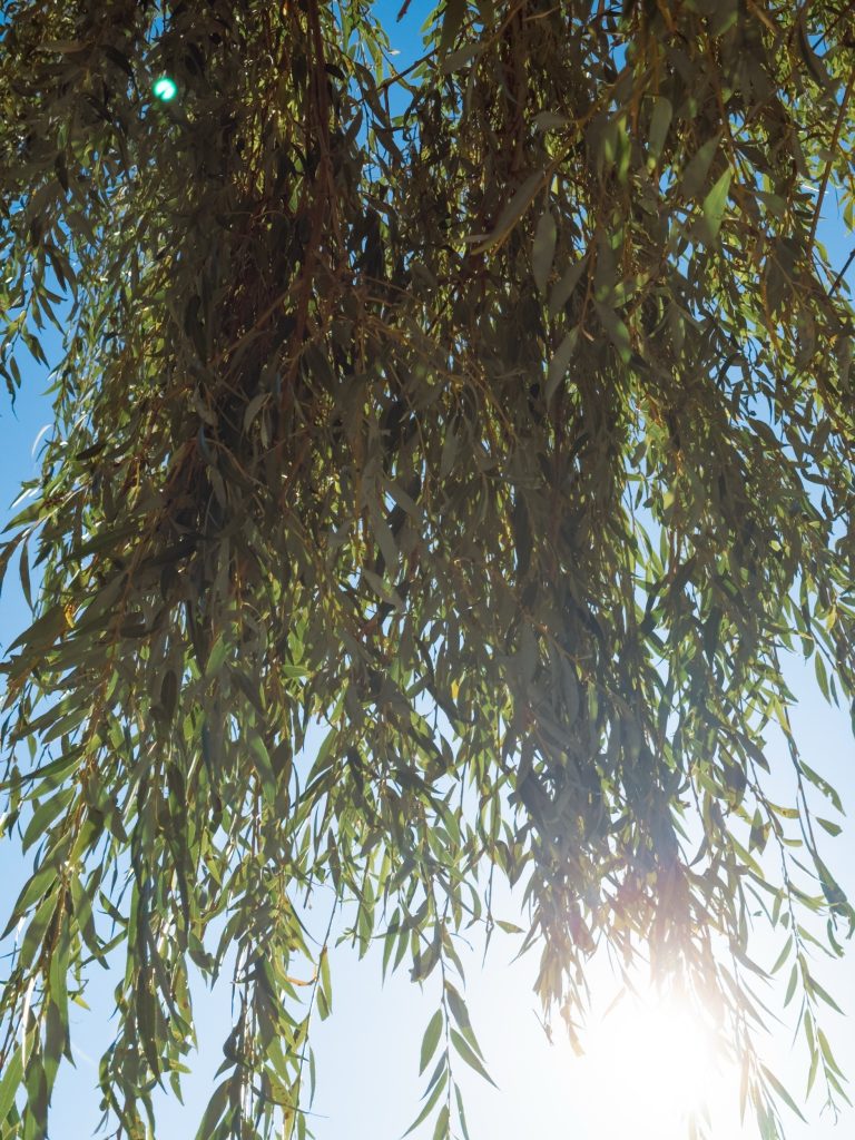 A close-up view of green leaves cascading from the branches of a tree, set against a bright blue sky with sunlight shining through, creating a warm, glowing effect at the bottom of the image. The leaves appear lush and vibrant, adding a sense of tranquility to the scene.
